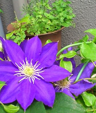 てっせんちゃん