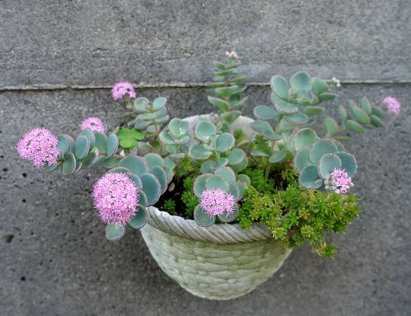 10月29日 今日の一花 その２ ミセバヤ Gazengamaのブログ 散歩中に出合った花と趣味の陶芸作品 楽天ブログ