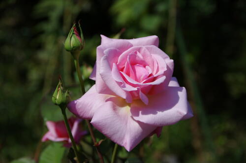 生田緑地ばら苑の秋薔薇