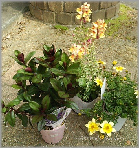 ベロニカ グレースの寄せ植え 西日と日陰の庭から Annme S Garden Life 楽天ブログ