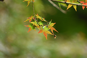 モミジ