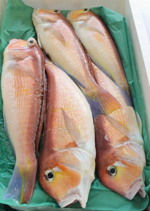 アマダイ入荷.jpg