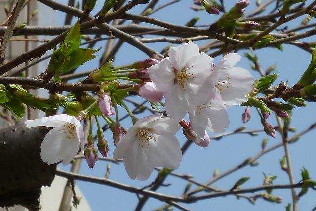 サクラ 桜 バラ科サクラ属 なんでもあり工房 のブログ 楽天ブログ