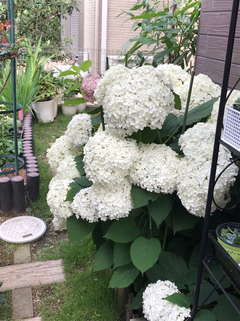 2ページ目の アジサイ りんすいのブログ 楽天ブログ