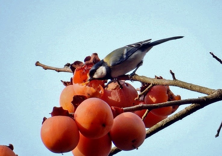 シジュウカラ 2.JPG