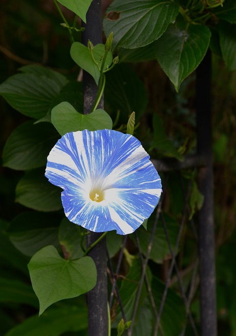 DSC_0104.JPG