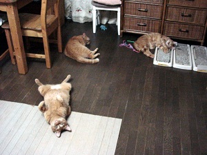 ほかの茶トラの中でもぴか一のおかしな子【笑