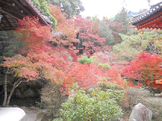 2015-11 山科毘沙門堂本堂奥の紅葉.jpg