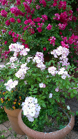 rblog-20130604213305-00.png