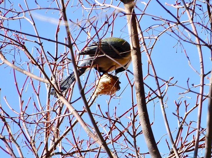 シジュウカラ1