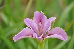 菖蒲城址、菖蒲園