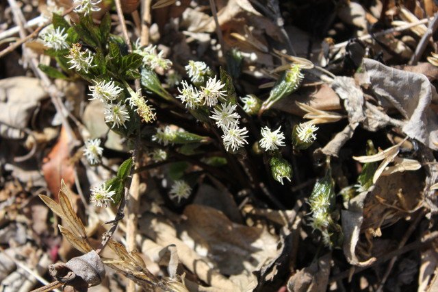 新着記事一覧 ひこじいさんのブログ 楽天ブログ