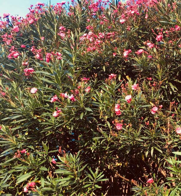 夾竹桃は葉が竹 花が桃に似ているから 広島市の花 原爆復興のシンボル テヘペロ父ちゃんの 人生をとことん楽しむ 楽天ブログ