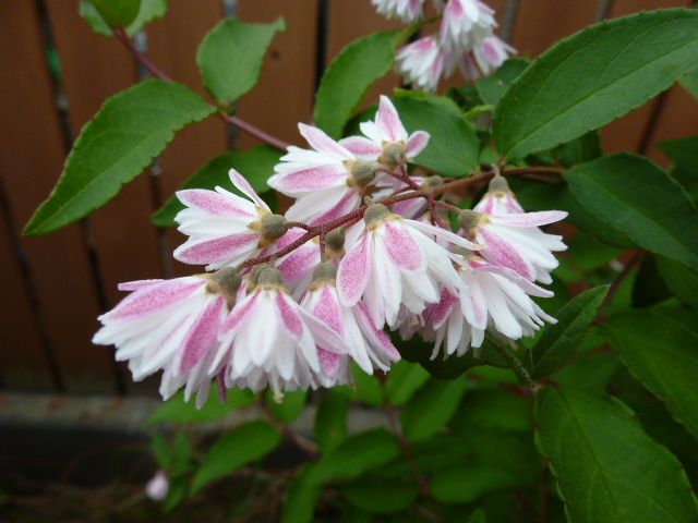 桜ウツギ 更紗空木 白花八重空木 紫陽花 数種類 写真あり 私の好きな花 楽天ブログ