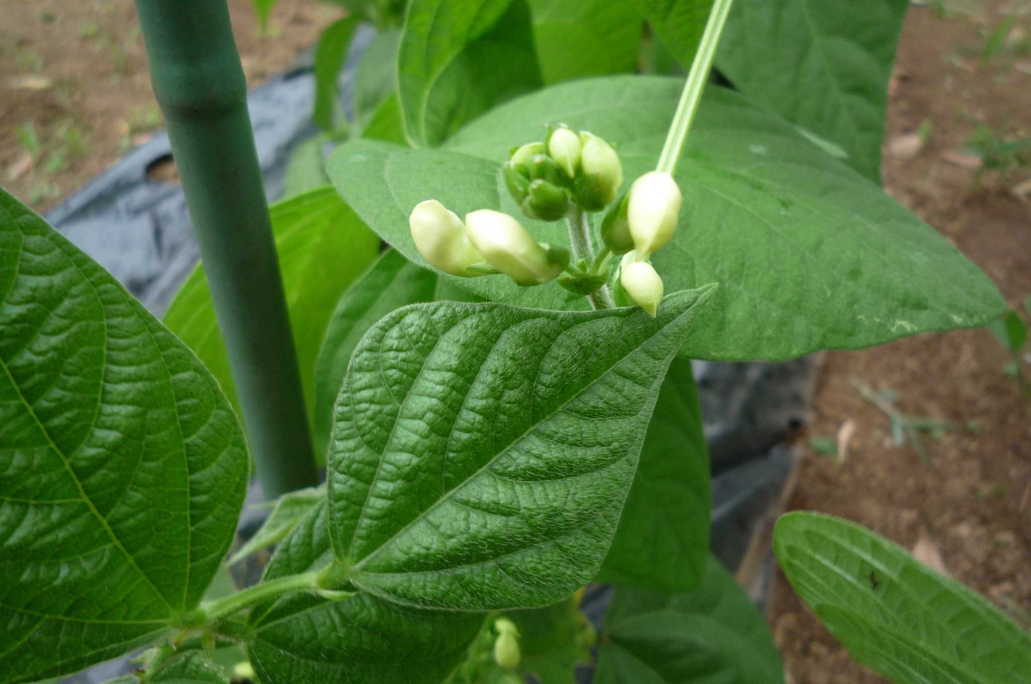 蔓なしインゲンに支柱を立てました 茉優 翔 家庭菜園ブログ 楽天ブログ