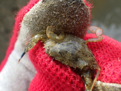 沖縄マングローブ採集2016年12月上旬14　ワタリガニ科の一種（Portunidae sp.）