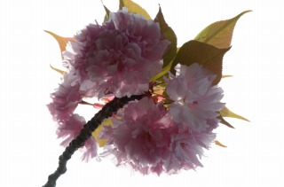 2012八重桜6