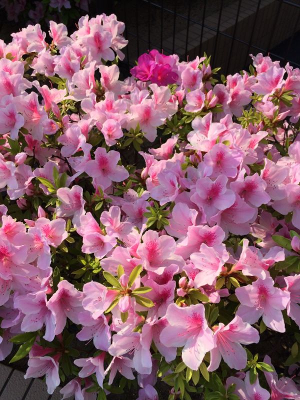 rblog-20140513193216-01.jpg