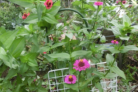 ヒャクニチソウ