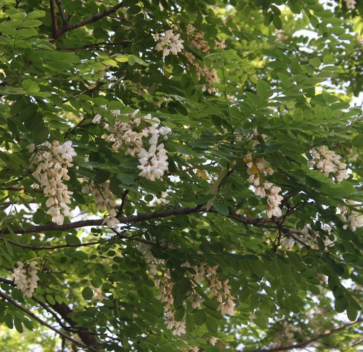 写真版 アカシアの雨 とはアカシアの花びらが散るさまのことです このアカシアはニセアカシアです 計量計測データバンク とその情報 楽天ブログ