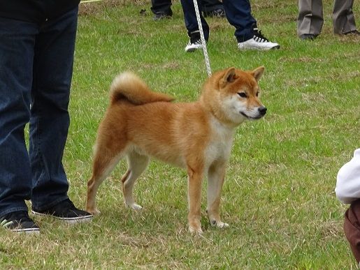 3ページ目の 展覧会 日本犬保存会 柴楽日記 楽天ブログ