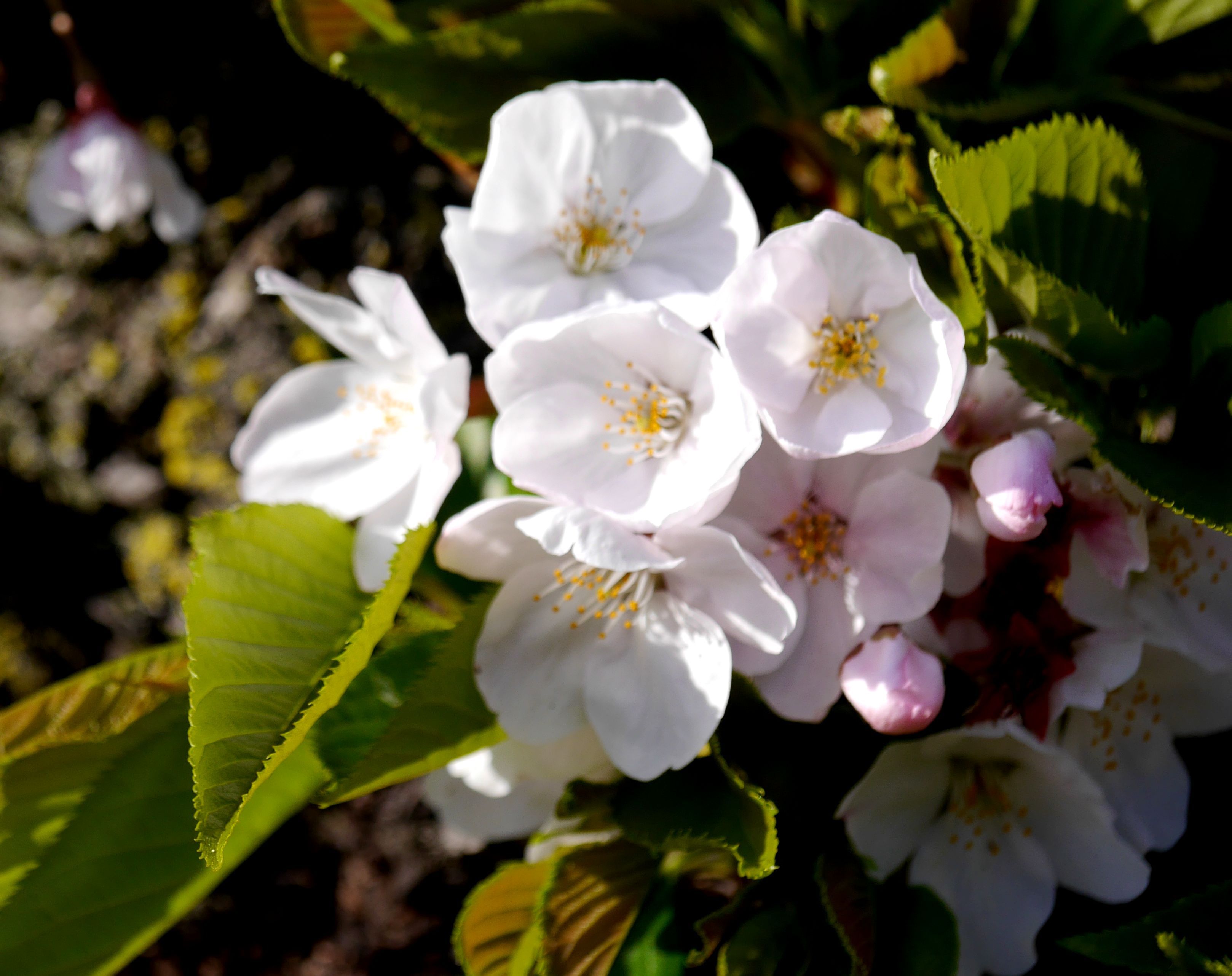 白い桜 春の小川の花鳥日記 楽天ブログ