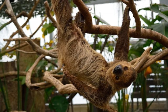 ナマケモノは 食べなくても生きられる効率の良い体をしている 私設見逃してもいい動物園 楽天ブログ