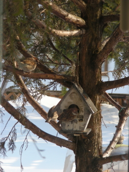 2017-03-14suzume (1).JPG