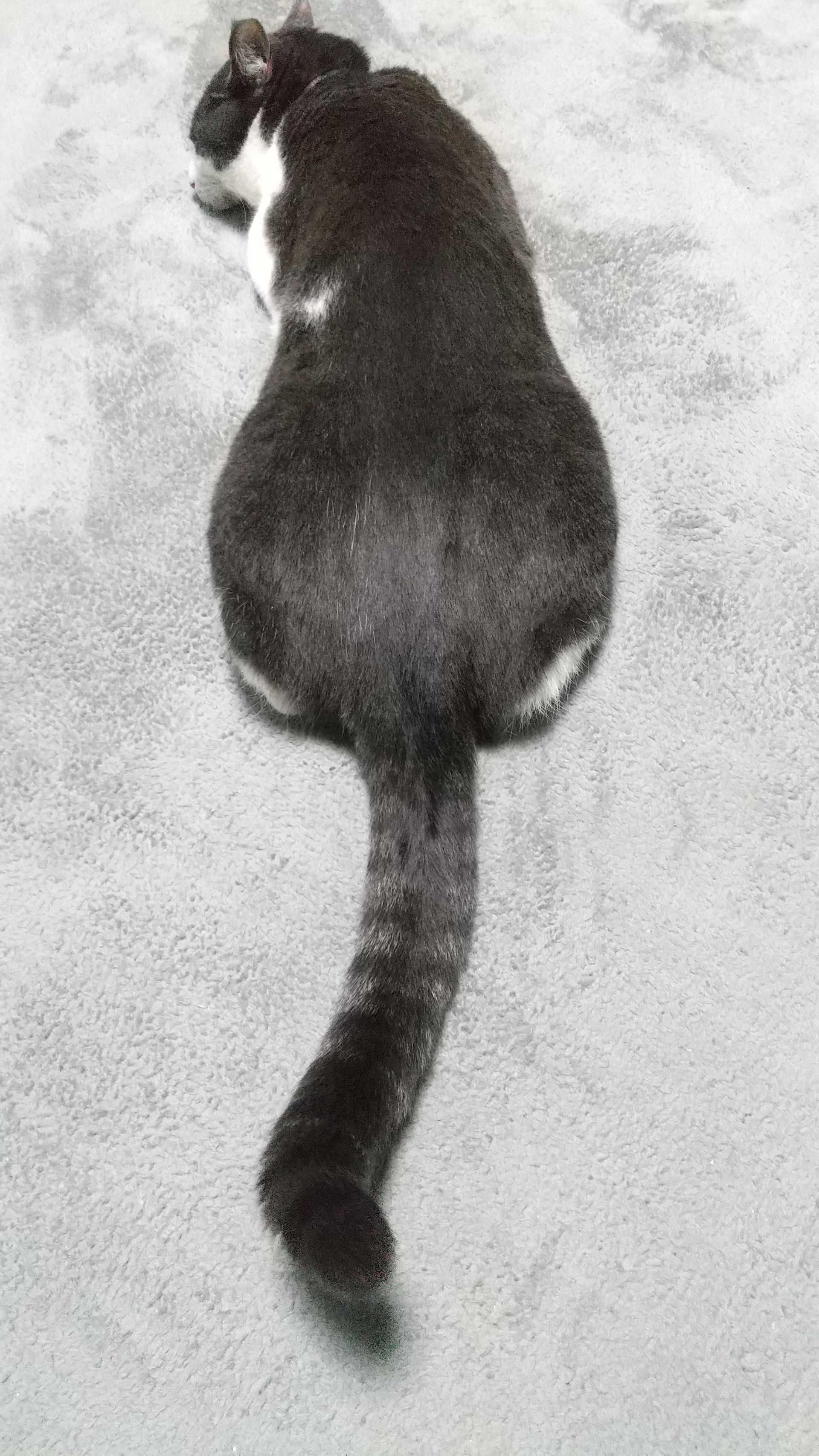 しっぽ すぴたん日記 楽天ブログ