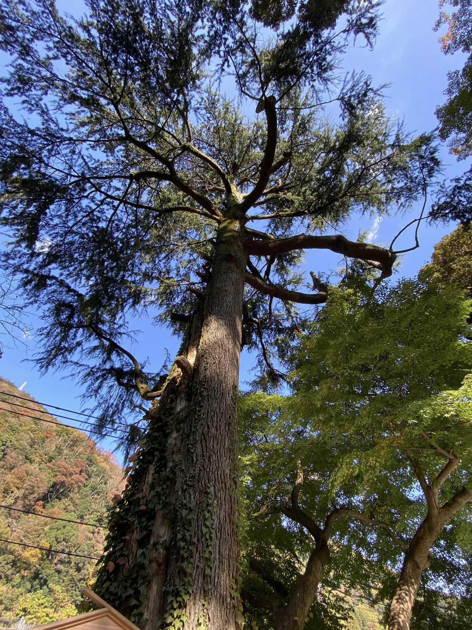 辻村伊助のヒマラヤ杉～箱根湯本 | 醍醐山と下部（しもべ）温泉 - 楽天ブログ