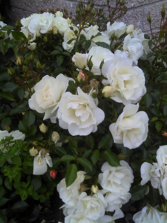 IMAGE008.jpg
