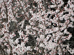 河津桜