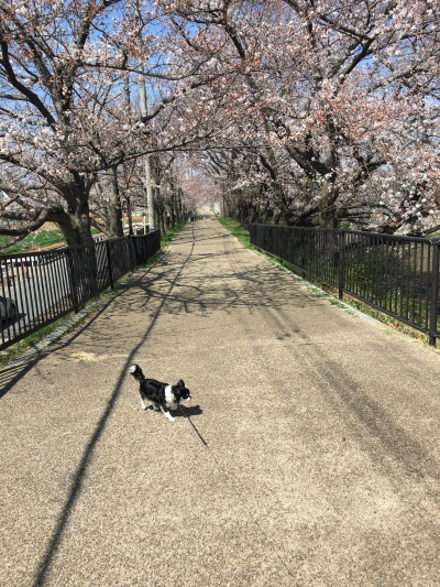 180325桜並木