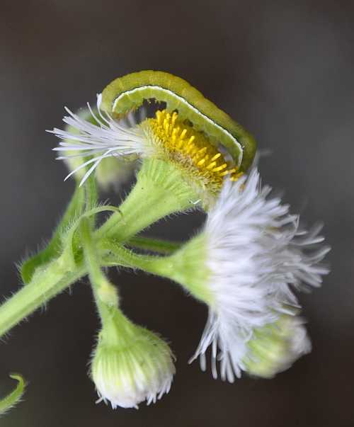 ハルジオンの花びらを食べる青虫 二代目館長日記 楽天ブログ