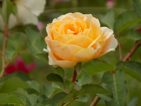 DSCN4325.JPG