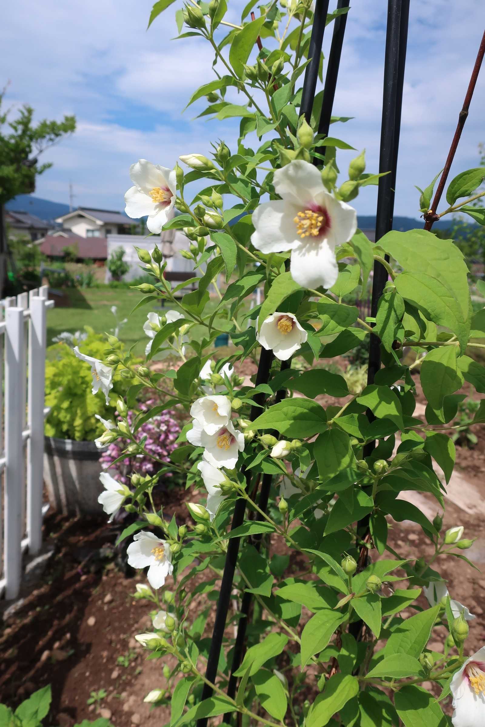 梅花うつぎベル エトワール 今日の空はあおい 楽天ブログ