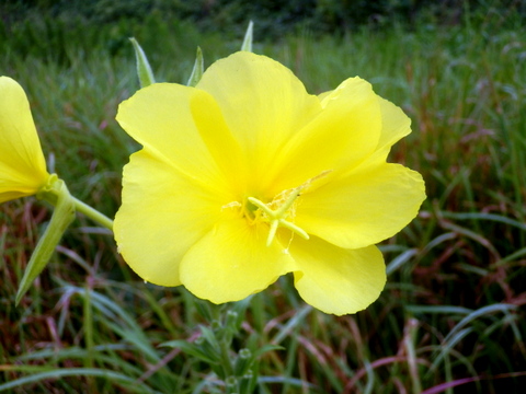 オオマツヨイグサの花