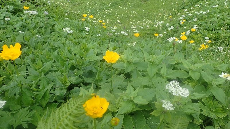 7月の山・・・大雪山系 富良野岳から三峰山・上ふらの岳 周回縦走 | 山歩きは好歩（スキップ）して四季折々・・・登山日和のFOOTMARK