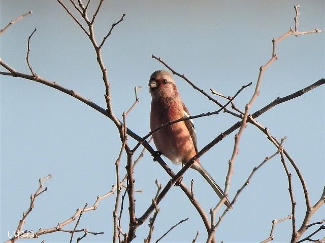 ベニマシコ2020年1月16日