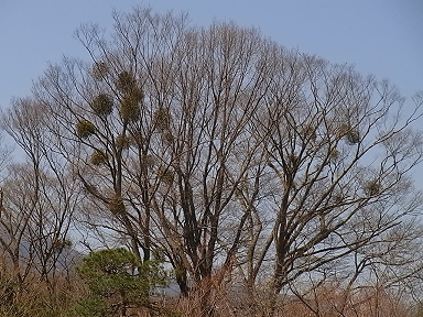 寄生木　季節の花300