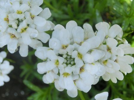 イベリスとタイムの小道 嵐のあとに 藤の花 アロエ 静かな時が流れる 風の庭 楽天ブログ