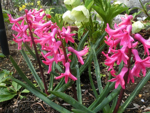 赤いヒヤシンス