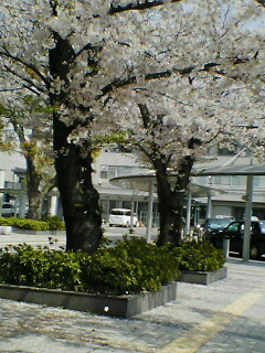 県リハ・桜