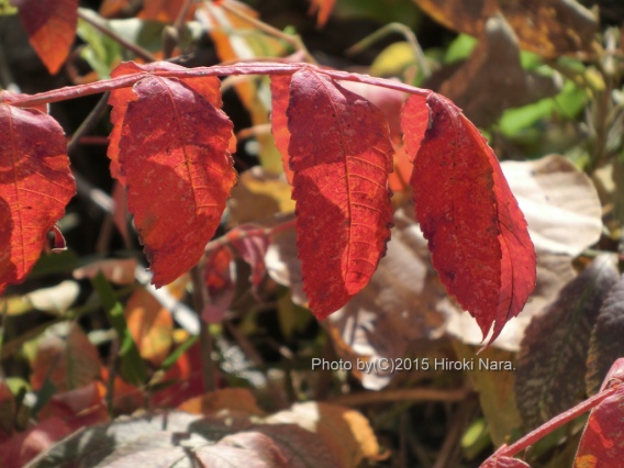 光景　sight0382　紅葉　colored leaves