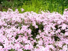 ブログ芝桜.jpg