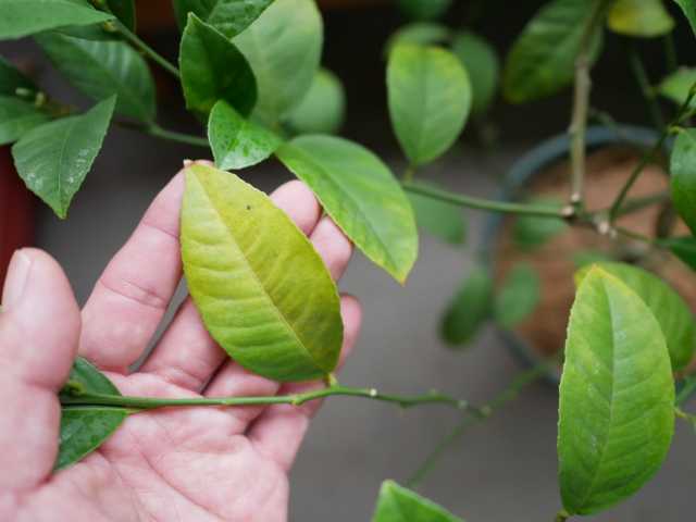 鉢植えレモン 葉っぱ黄変のため間引き 摘果 べらんでぃずむ ベランダ菜園とか 楽天ブログ