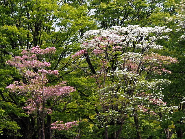 P4200233.jpg
