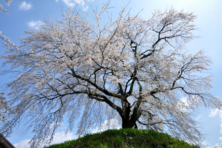 石塚桜４