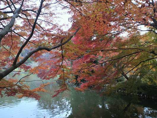 紅葉　12月1日