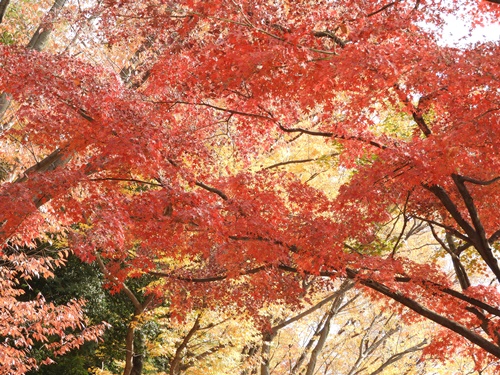 井の頭恩賜公園